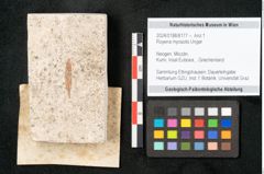 Foto (Objekt + Etikett) von Royena myosotis Unger (NHMW-GEO-2024-0188-8177)